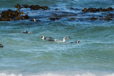 In the ocean there were many penguins swimming along.