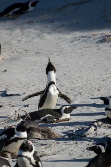 The penguins made noises that were super loud and sounded like donkeys braying.