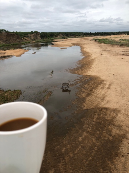 Coffee with a waterbuck!